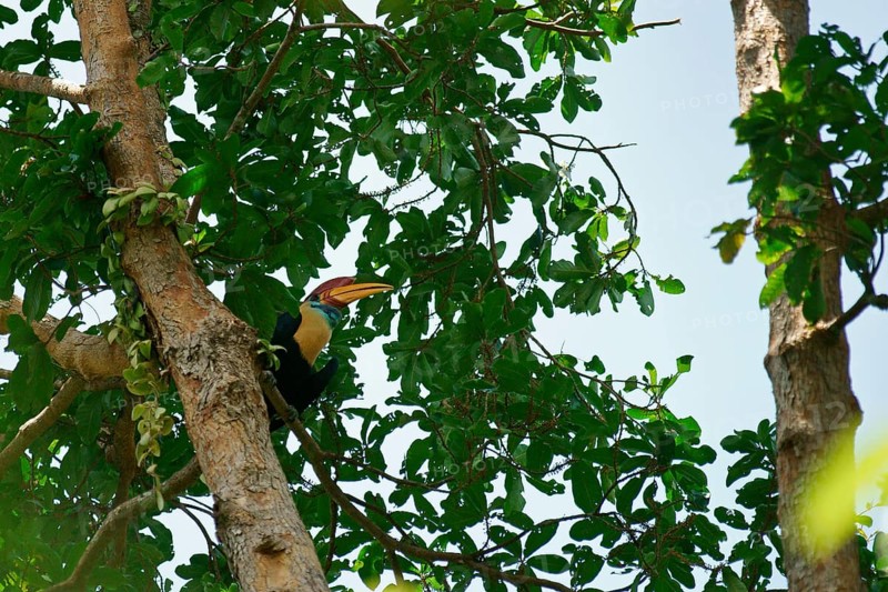 Helmeted Hornbill, Celebes Hornbill or Sulawesi Hornbill (Aceros cassidix), male, Indonesia