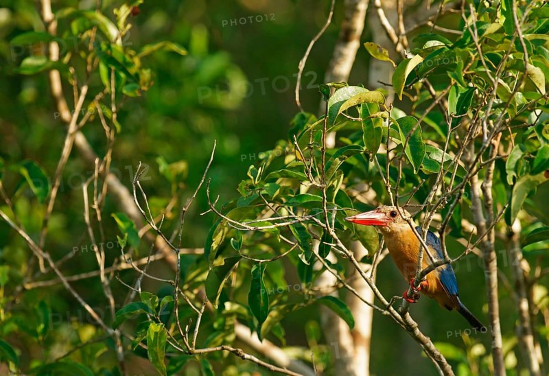 Cranesbill kingfisher (Pelargopsis capensis), Borneo, Indonesia
