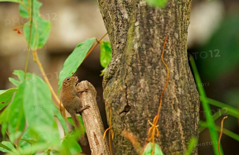 Borneo Squirrel (Exilisciurus exilis), Borneo, Indonesia