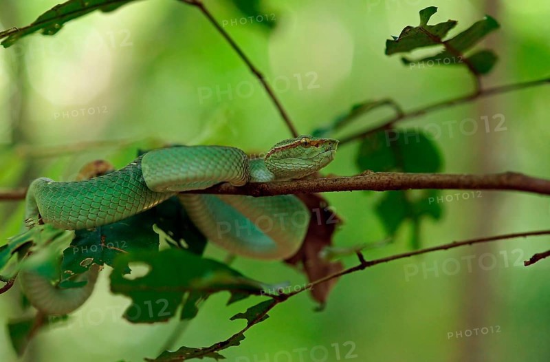 Bornean Kiel Green Pit Viper (Tropidolaemus subannulatus), Indonesia