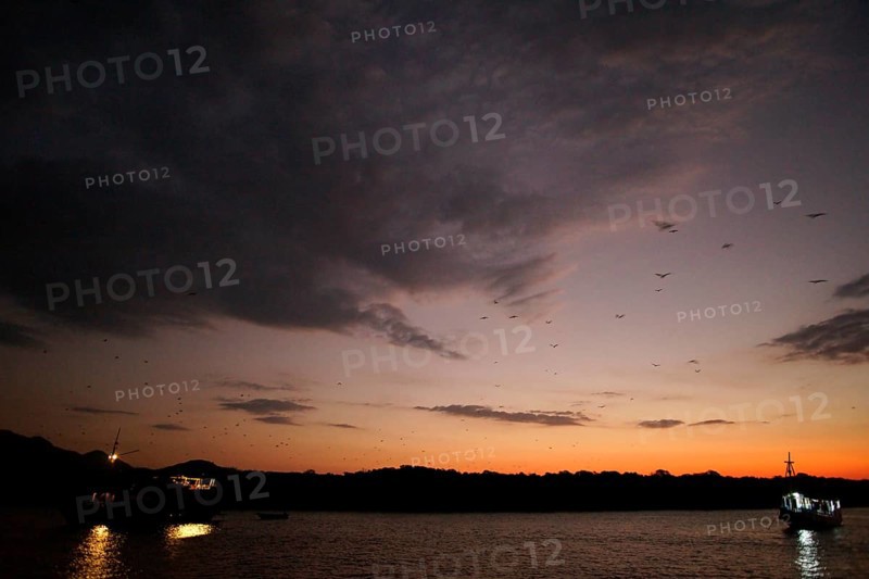 Flying foxes (Pteropodidae), Kalong Mangrove Island, Komodo National Park, Indonesia, Southeast Asia