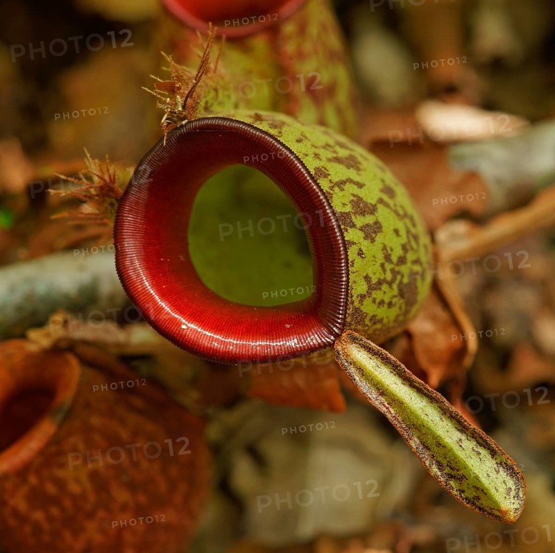 Pitcher plant, Borneo, Indonesia