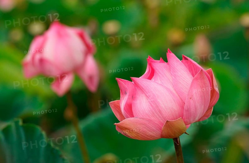Lotus flower (Nelumbo nucifera), Bali, Indonesia