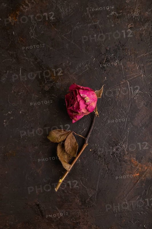 Withered dried pink Rose on black concrete background, top view, flat lay, copy space, minimalism