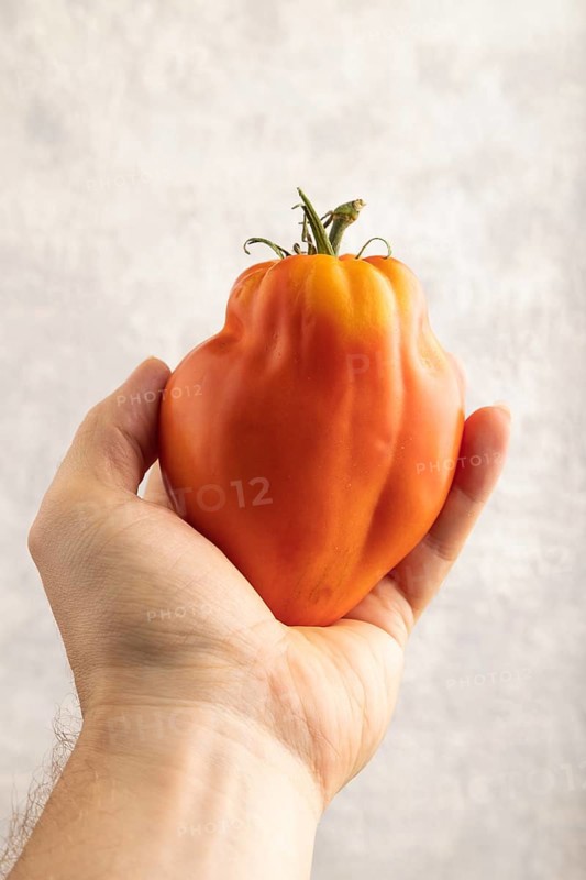 Red Heart Shape tomato with hand on gray concrete background. Top view, flat lay, close up. healthy food, vegetable, minimalism
