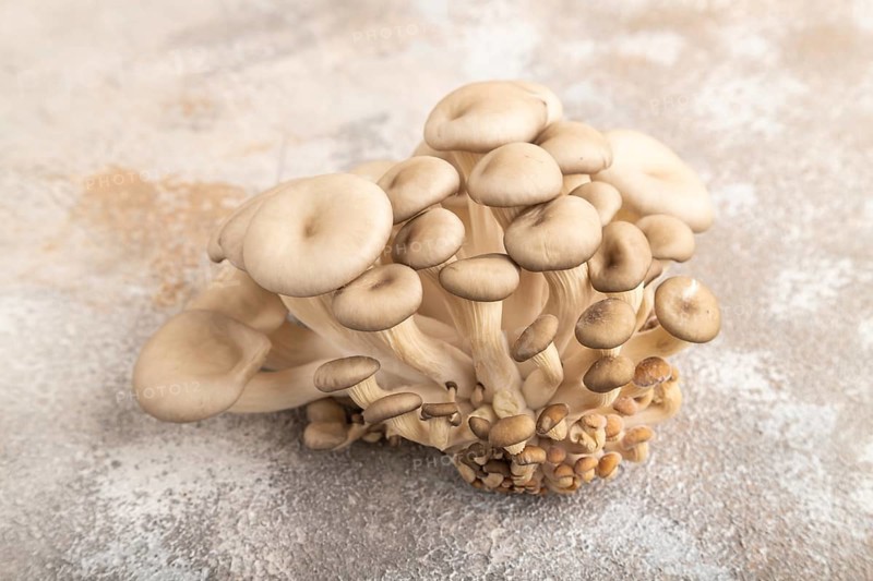 Raw Oyster mushroom, Pleurotus ostreatus on brown concrete background. Side view, close up, minimalism