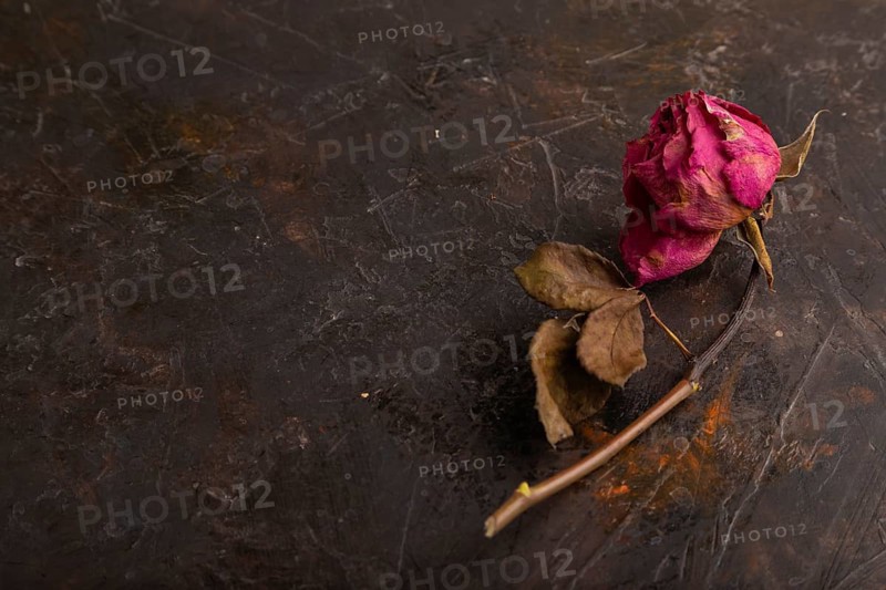 Withered dried pink Rose on black concrete background, side view, copy space, minimalism
