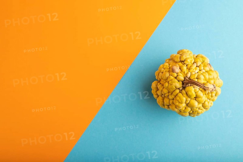 Decorative orange Pumpkin with tumors on blue and orange pastel paper background, top view, flat lay, copy space, minimalism