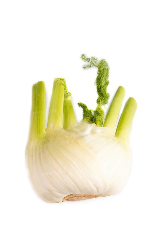 Fresh Fennel bulb isolated on white background, top view, flat lay, copy space, minimalism