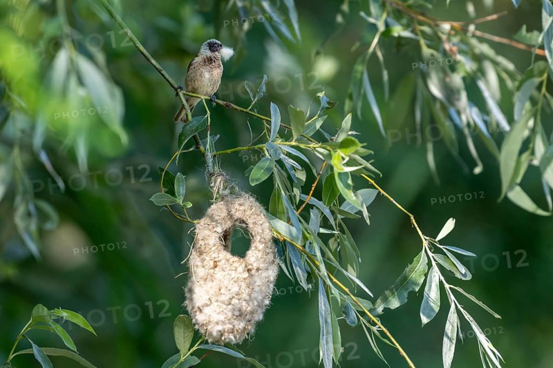 Penduline Tit (Remiz pendulinus) with nesting material sitting on the nest, Danube Delta Romania