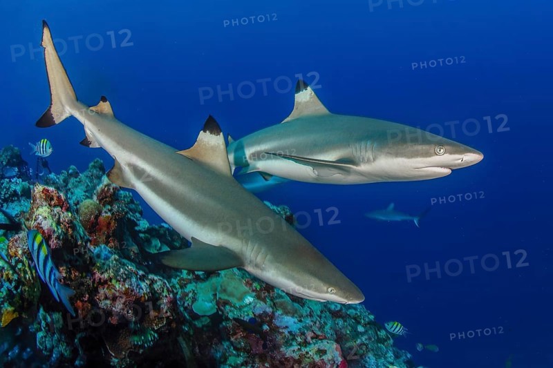 Underwater photo of two specimens of blacktip reef shark (Carcharhinus melanopterus) blacktip reef shark reef shark sharks swimming through blue water sea over tropical coral reef near shore close to viewer over reef edge edge of deep sloping coral reef at edge of Yap Trench near Mariana Trench, Pacific Ocean, Yap Island, Yap State, Caroline Islands, FSM, Federated States of Micronesia, Australia, Oceania