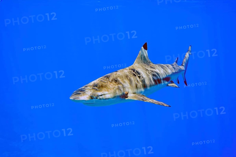 Underwater photo of blacktip reef shark (Carcharhinus melanopterus) Blacktip reef shark Reef shark swims below sea surface Water surface has pattern of sun and waves Sunlight on back, Pacific Ocean