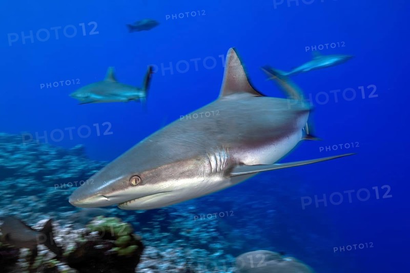 Dynamic photo of large Grey reef shark (Carcharhinus amblyrhynchos) shows hunting behaviour during prey search swims hectically fast curious directly close to viewer, Red Sea, tropical seas