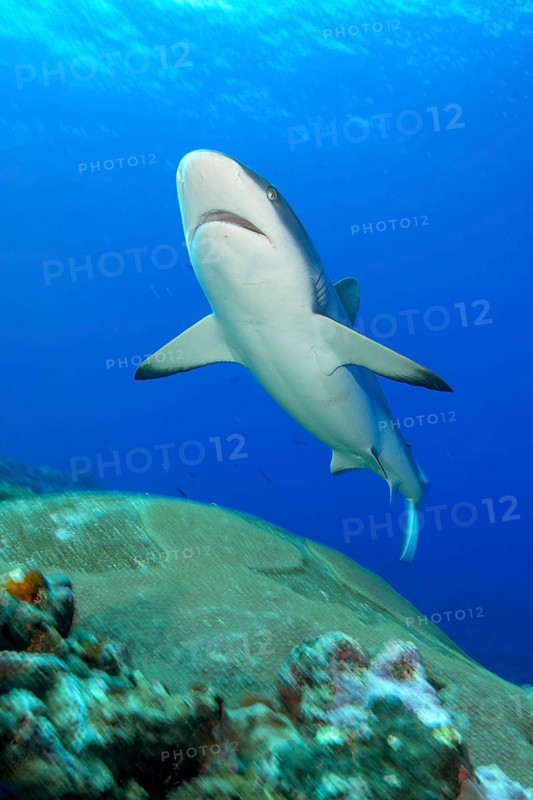 Underwater photo of large adult female Grey reef shark (Carcharhinus amblyrhynchos) swimming through blue water sea over tropical coral reef near shore close to viewer over reef edge edge of deep sloping coral reef at edge of Yap Trench near Mariana Trench, Pacific Ocean, Yap Island, Yap State, Caroline Islands, FSM, Federated States of Micronesia, Australia, Oceania