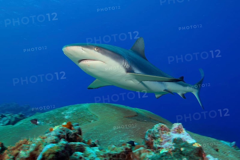 Underwater photo of large adult female Grey reef shark (Carcharhinus amblyrhynchos) swimming through blue water sea over tropical coral reef near shore close to viewer over reef edge edge of deep sloping coral reef at edge of Yap Trench near Mariana Trench, Pacific Ocean, Yap Island, Yap State, Caroline Islands, FSM, Federated States of Micronesia, Australia, Oceania