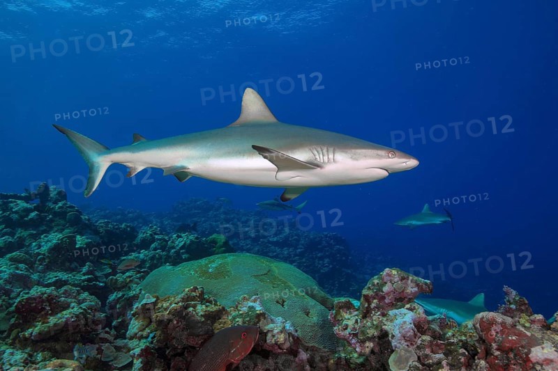 Underwater photo of Large female Grey reef shark (Carcharhinus amblyrhynchos) swimming through blue water sea over tropical coral reef near shore over reef edge edge of deep sloping coral reef at edge of Yap Trench near Mariana Trench, Pacific Ocean, Yap Island, Yap State, Caroline Islands, FSM, Federated States of Micronesia, Australia, Oceania