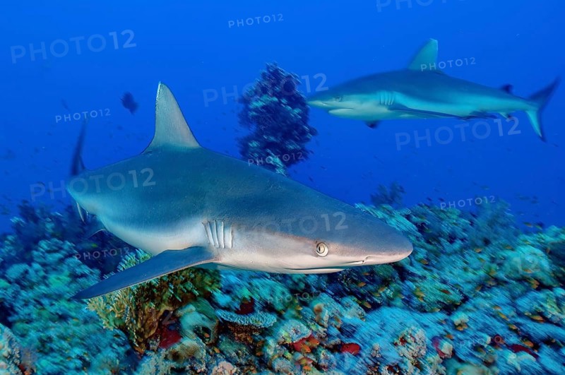 Dynamic photo of large Grey reef shark (Carcharhinus amblyrhynchos) shows hunting behaviour in search of prey swims quickly and curiously right past the observer, Red Sea, tropical seas