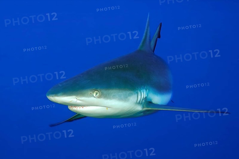 Underwater photo close-up of Grey reef shark (Carcharhinus amblyrhynchos) swimming close to viewer, Indo-Pacific, Pacific Ocean, tropical seas, Indian Ocean, Red Sea