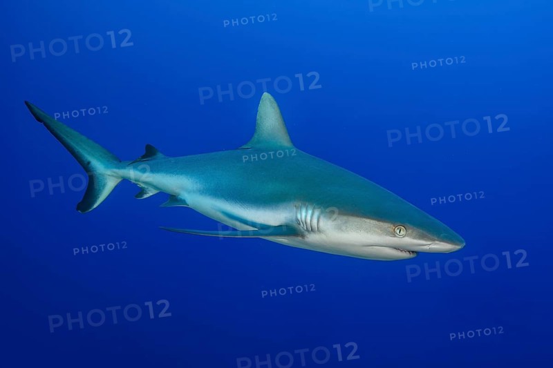 Underwater photo of Grey reef shark (Carcharhinus amblyrhynchos) swimming close to viewer through blue sea, Indo-Pacific, Pacific Ocean, tropical seas, Indian Ocean, Red Sea