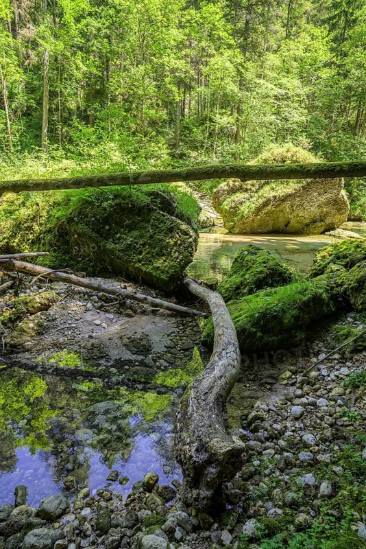 Krummer Baumstamm und bemooste Steine, Wanderung entlang der Krummen Steyrling, Molln, Oberösterreich, Österreich