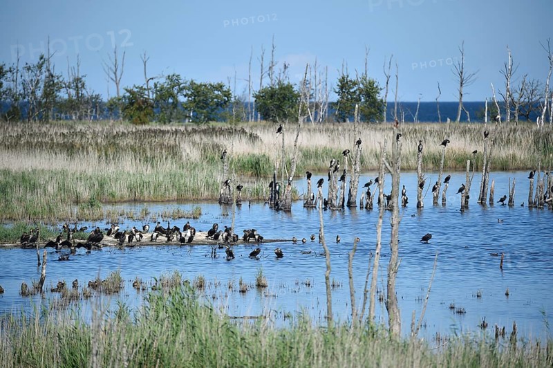 Kormorane, (Phalacrocorax carbo) in den Wasserläufen und Salzwiesen auf dem Darß, nahe der Ostsee, Mecklenburg-Vorpommern, Deutschland