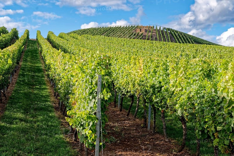 Rebstöcke in Reihen am Weinbgut Brunnenhof. Norheim, Rheinland-Pfalz, Deutschland