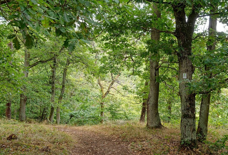 Wanderweg im Wandergebiet Rotenfels im Naturpark Soonwald-Nahe in der Pfalz. Traisen, Landkreis Bad Kreuznach, Rheinland-Pfalz, Deutschland