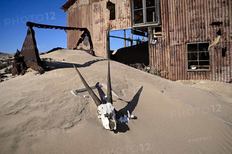Schädel einer Oryx-Altilope (Oryx gazella) vor einer Ruine der ehemaligen Diamantenstadt Pomona, Diamentensperrgebiet, bei Lüderitz, Region Karas, Namibia