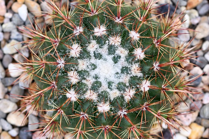 Close up of small 'Notocactus Roseoluteus' cactus with stones