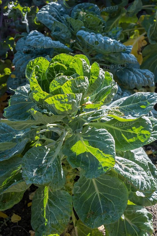 Rosenkohl, Rosenkohlpflanze (Brassica oleracea var. gemmifera), Münsterland, Nordrhein-Westfalen, Deutschland