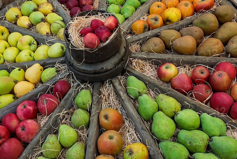 Äpfel und Birnen in einem alten Wagenrad, Münsterland, Nordrhein-Westfalen, Deutschland
