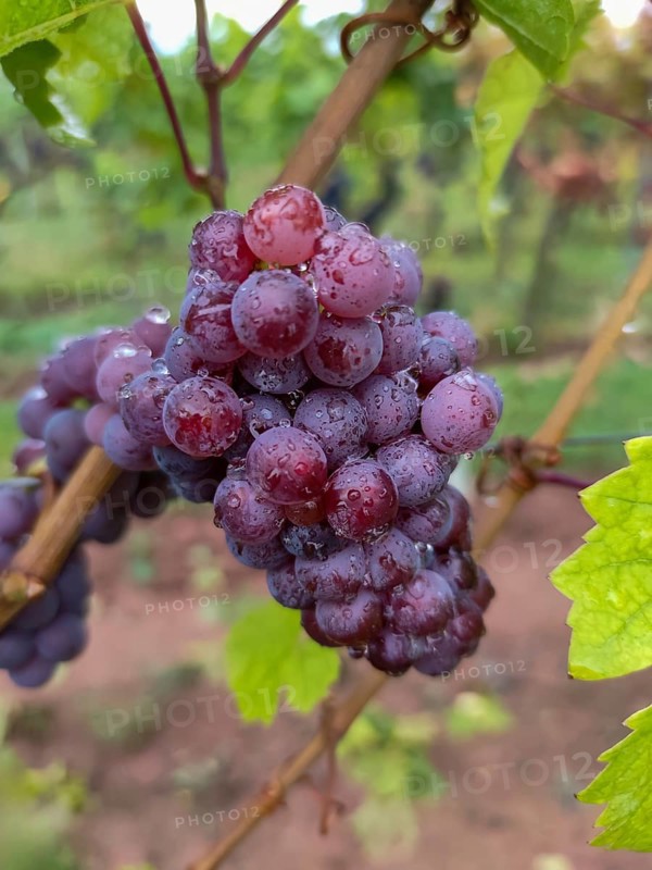 Blaue Weintrauben (Vitis sp.) am Rebstock, mit Regentropfen, Südpfalz, Pfalz, Rheinland-Pfalz, Deutschland