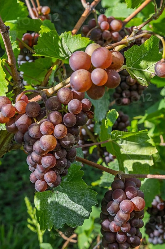 Weintrauben am Rebstock, Sorte Grauburgunder, Südpfalz, Pfalz, Rheinland-Pfalz, Deutschland