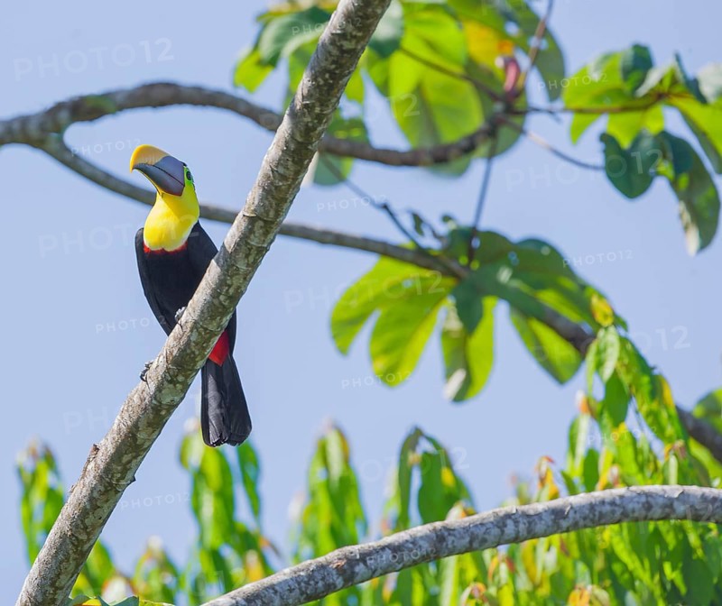 Chestnut-mandibled Toucan (Ramphastos swainsonii) perching on a tree, Corcovado National Park, Osa Peninsula, Costa Rica