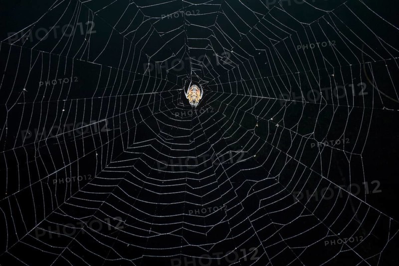 Tropical Red and Black Orb-weaving Spider (Eriophora fuliginea) weaving, Costa Rica, Central America