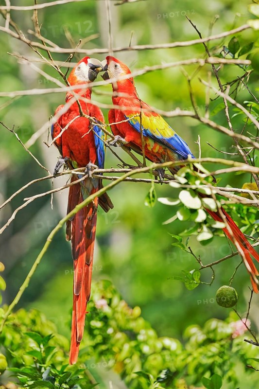Scarlet Macaw couple (Ara macao) in an affectionate mood, Corcovado National Park, Osa Peninsula, Costa Rica