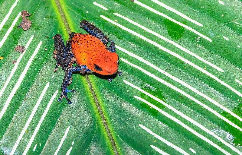 Blue jeans dart frog (Dendrobates pumilio) on a leaf, Costa Rica