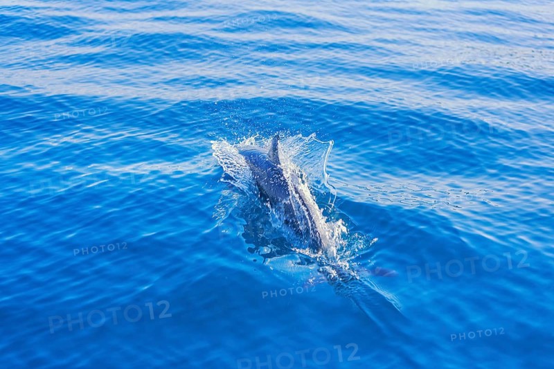 Pantropical spotted dolphin (Stenella attenuata) swimming, Drake Bay, Corcovado National Park, Osa Peninsula, Costa Rica