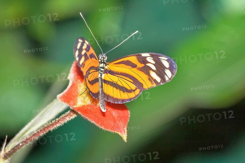 Orange-spotted Tiger Clearwing, (Mechanitis polymnia) butterfly, Costa Rica, Central America