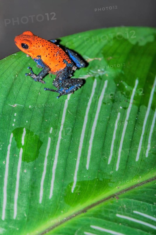 Blue jeans dart frog (Dendrobates pumilio) on a leaf, Costa Rica