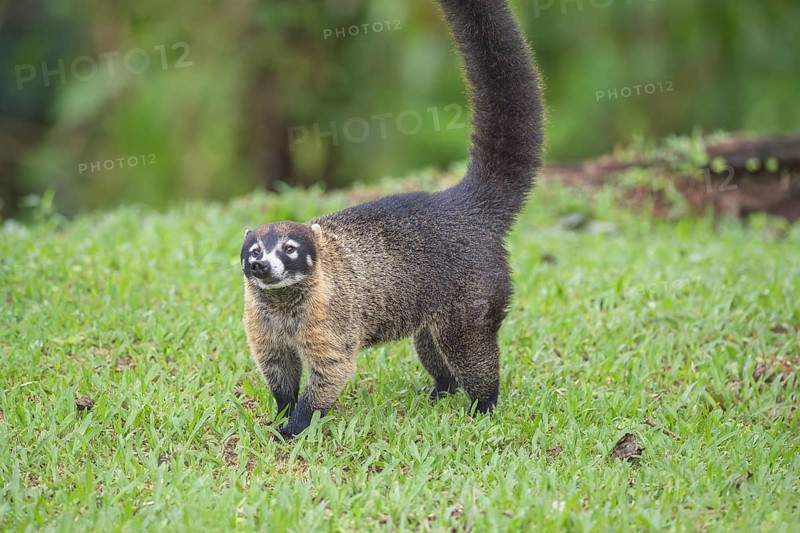 Coati (Nasua narica), Costa Rica, Central America