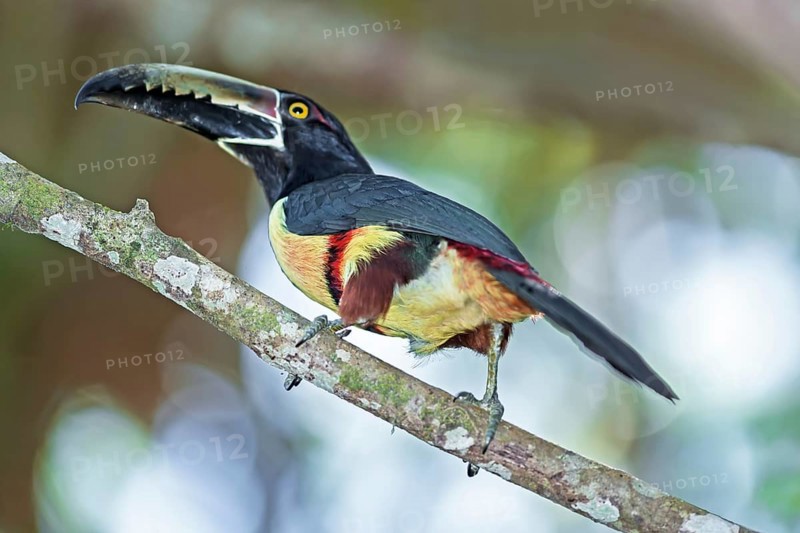 Collared Aracari (Pteroglossus torquatus), Costa Rica