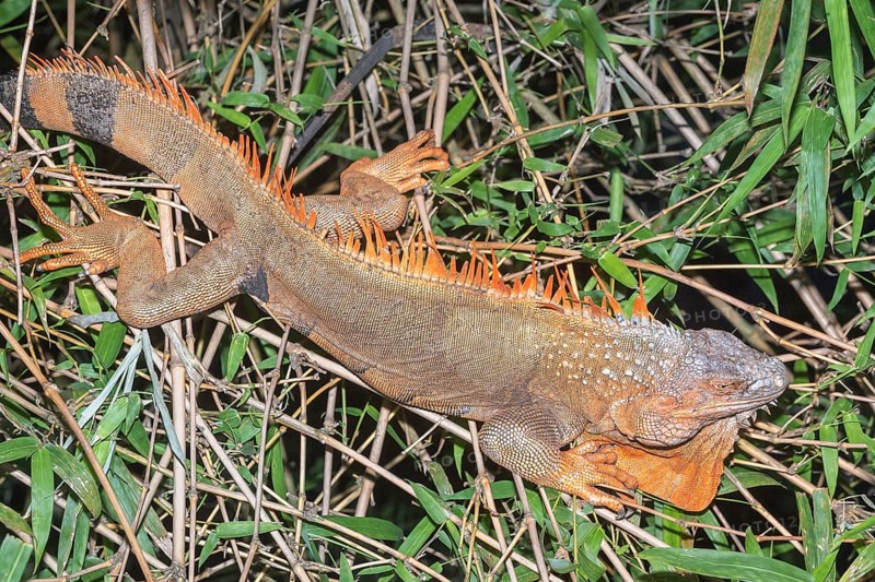 Green Iguana (Iguana Iguana), La Fortuna, Costa Rica, Central America