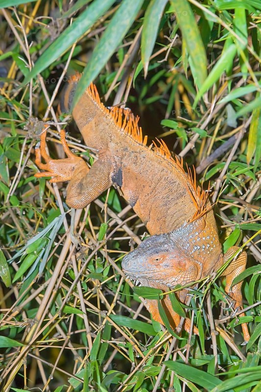 Green Iguana (Iguana Iguana), La Fortuna, Costa Rica, Central America