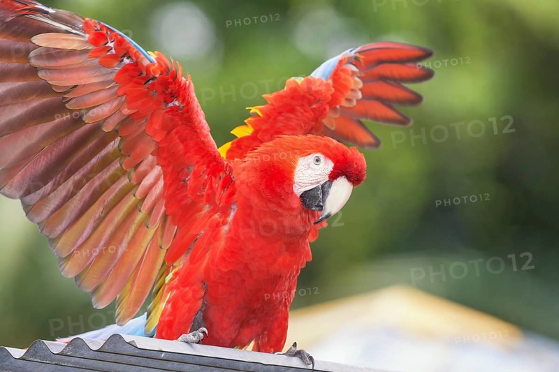 Scarlet Macaw (Ara macao) opening wings, Costa Rica, Central America