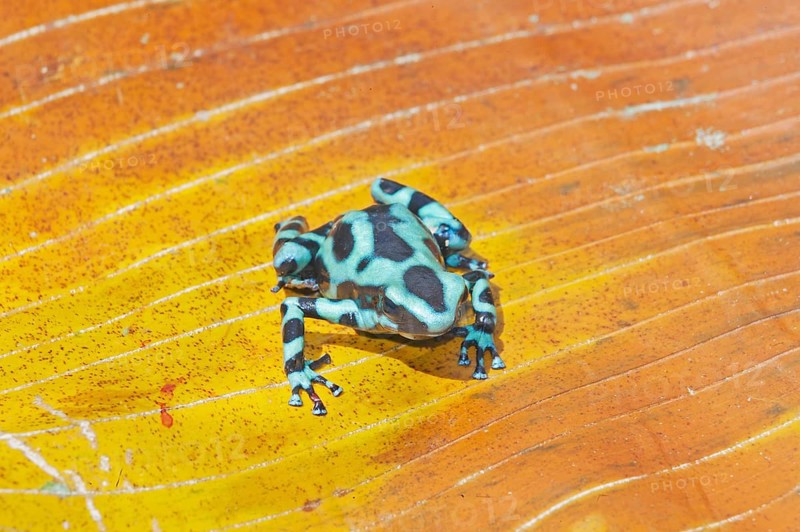 Green and Black poison dart frog, (Dendrobates auratus), Costa Rica, Central America