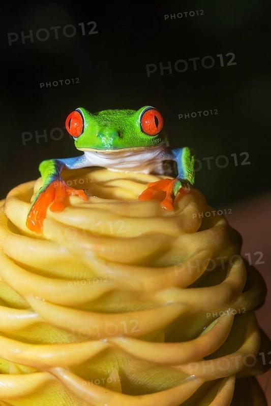 Red eyed tree frog (Agalychins callydrias) on yellow flower, Costa Rica