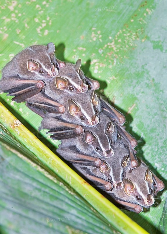 Tent making bats (Uroderma bilobatum) stack sitting on a green leaf, La Fortuna, Costa Rica