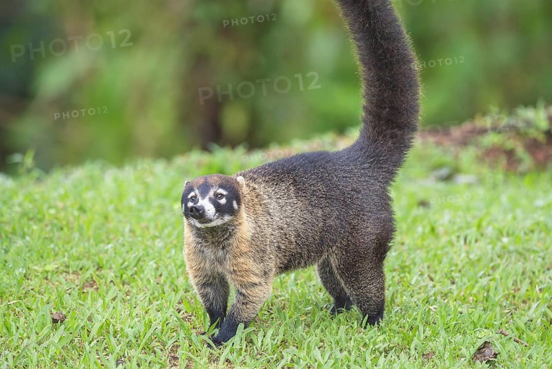 Coati (Nasua narica), Costa Rica, Central America