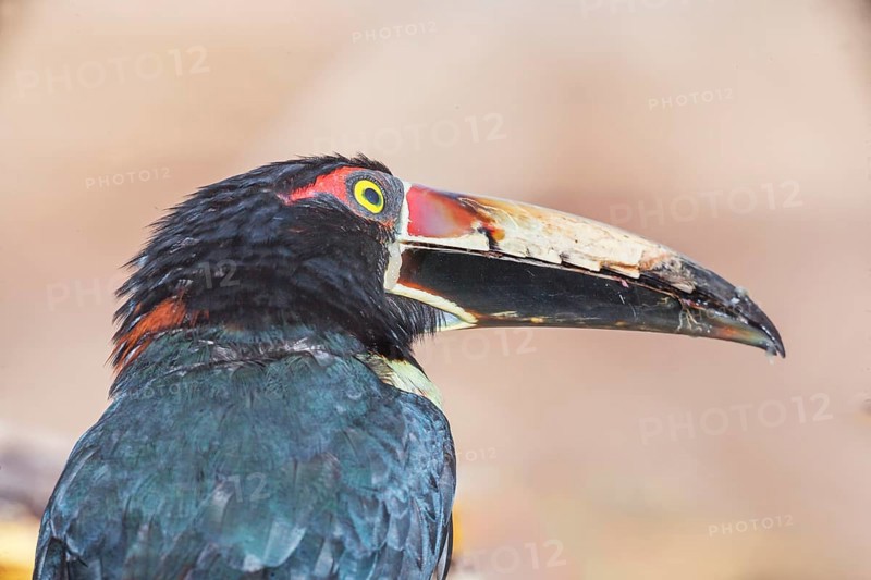 Collared Aracari (Pteroglossus torquatus), Costa Rica, Central America